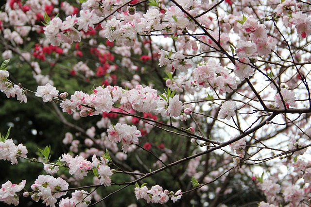 新宿御苑は桜がすばらしい！有料だけど。